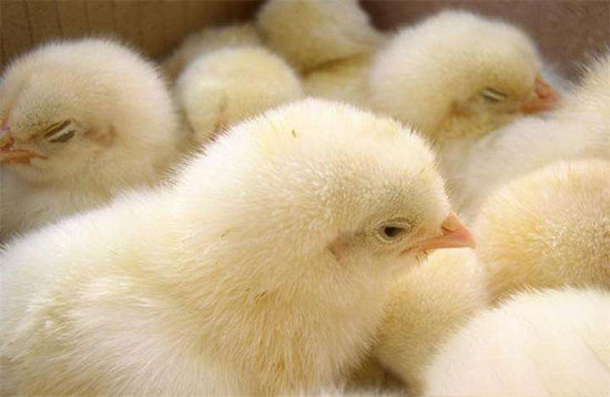 弱雏鸡饲养措施
