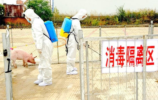 农业农村部：与发生非洲猪瘟疫情省相邻省份暂停生猪跨省调运