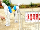 农业农村部：与发生非洲猪瘟疫情省相邻省份暂停生猪跨省调运