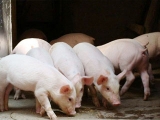 秋季养猪防控咳嗽喘气腹式呼吸、腹泻、口蹄疫