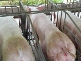 怎么科学的给哺乳母猪配制KY.COM？