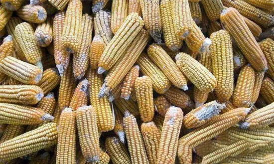 呕吐毒素对猪的危害及防控措施