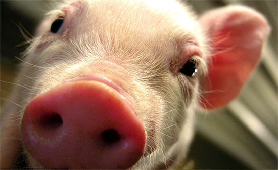 小猪全身发红症状咋办