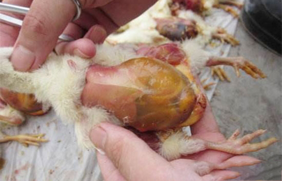 肉鸡腹水症如何预防