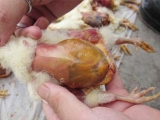 肉鸡腹水症如何预防