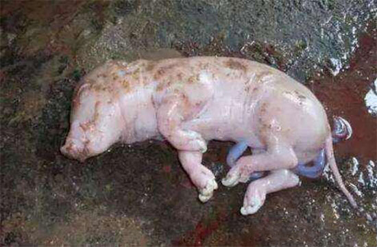 母猪产死胎的原因是什么？