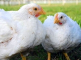 肉鸡饲养把握好出栏时间效益高