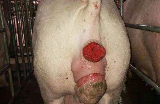母猪阴道脱出防治措施