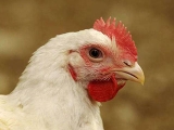 肉鸡养殖巧用砂砾