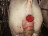 母猪阴道脱出防治措施